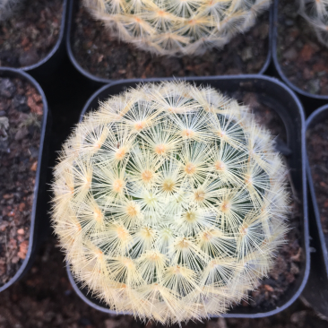 仙人球嘉文丸开花