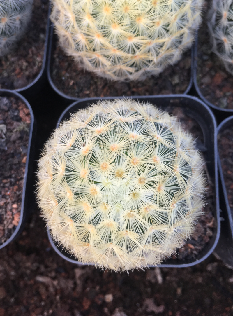 仙人球嘉文丸开花