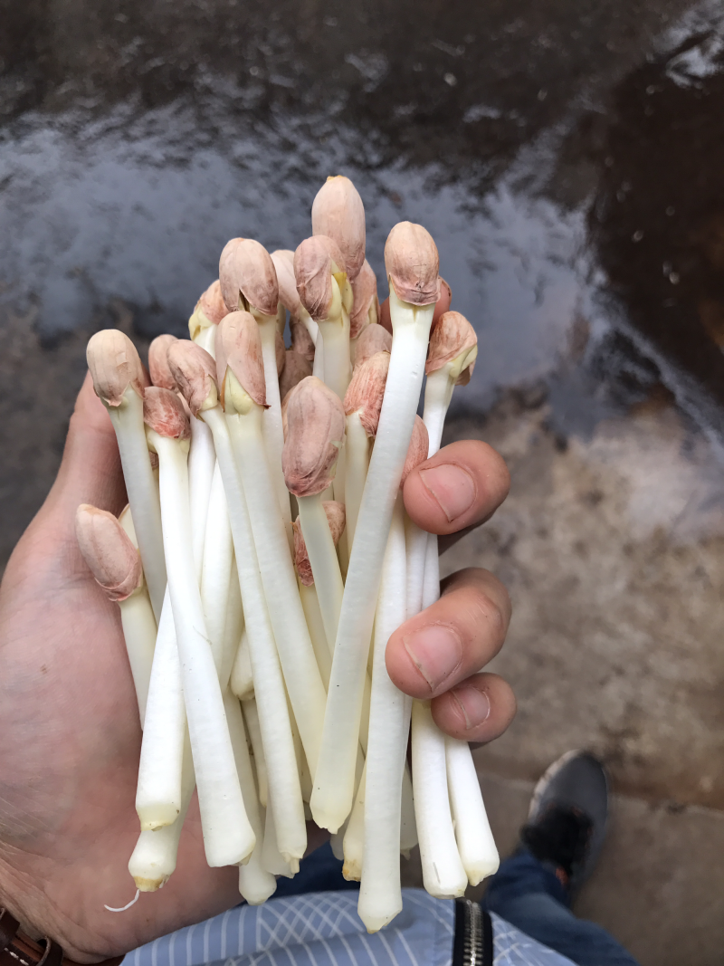 水培花生芽