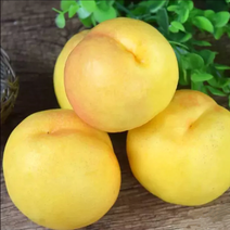 黄菊油桃桃树苗保证纯度包成活技术指导