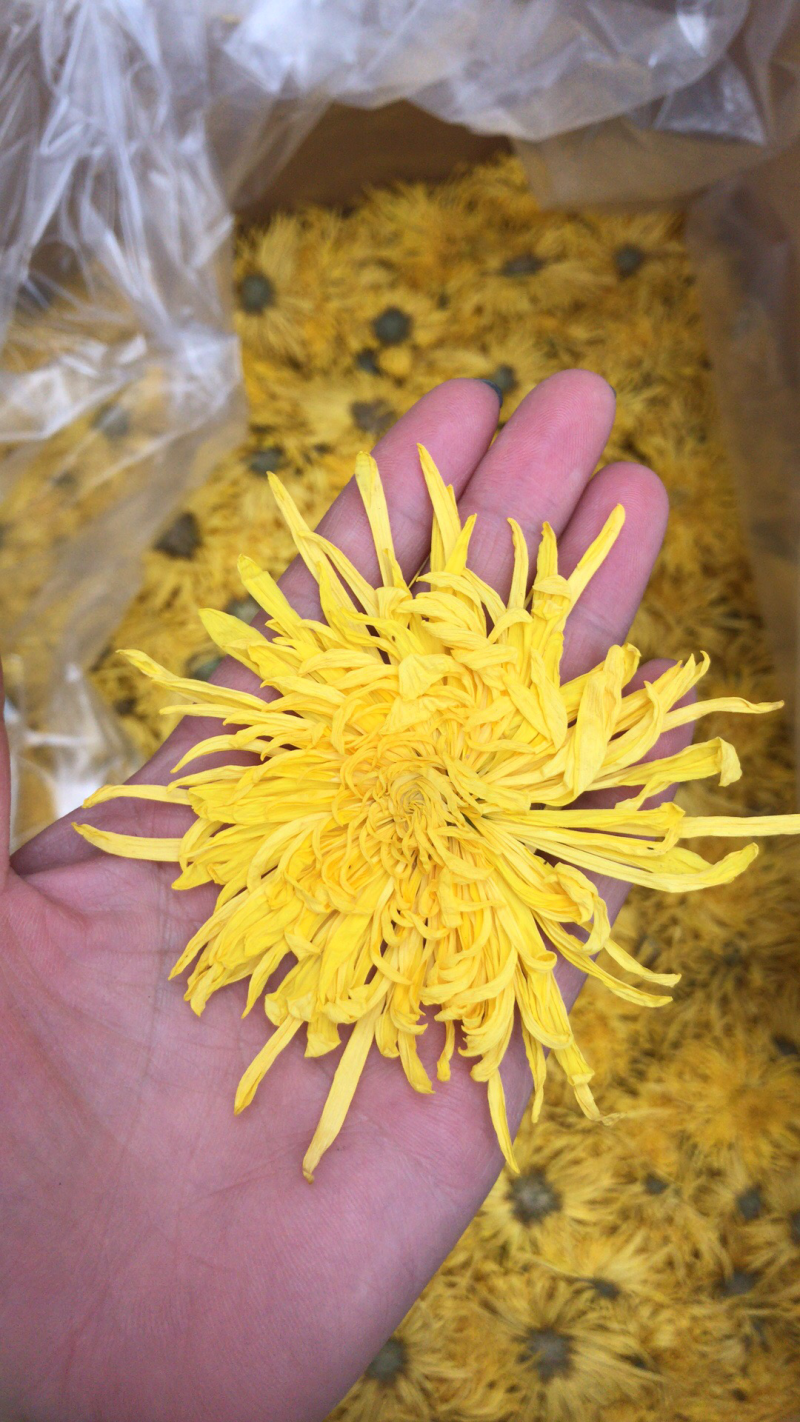 金丝皇菊