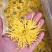 金丝皇菊