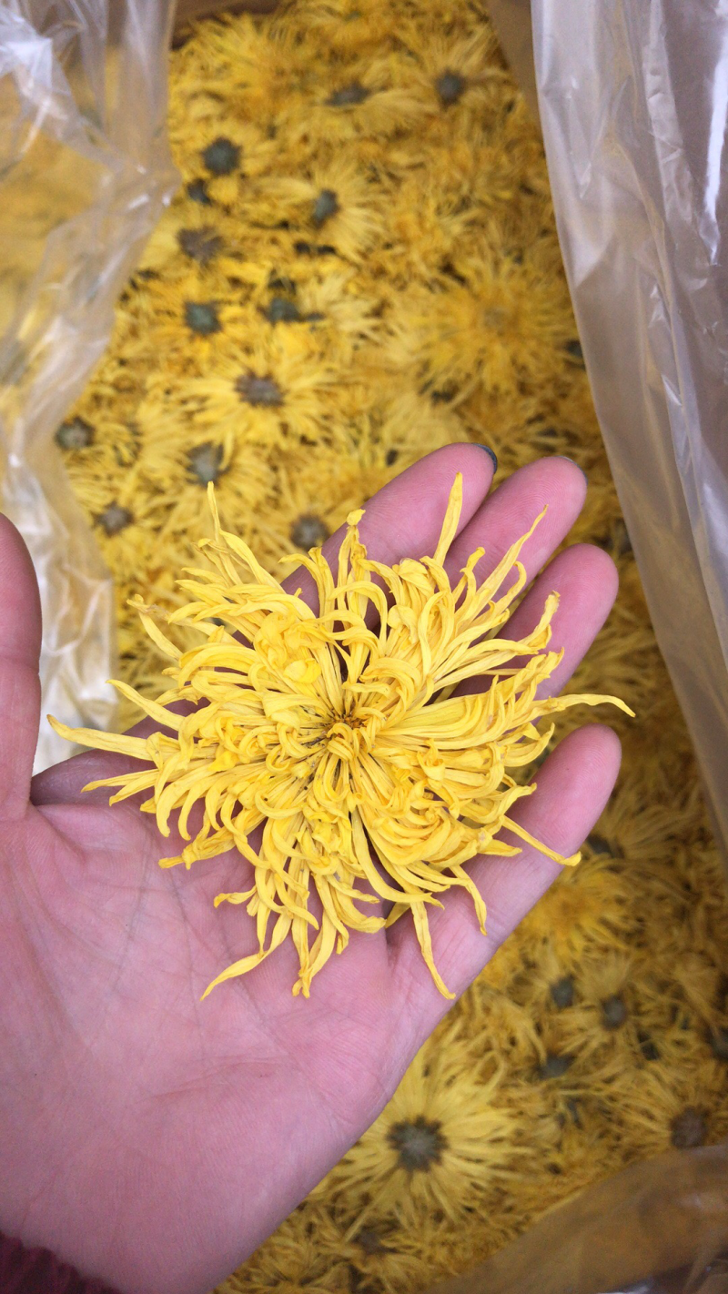 金丝皇菊