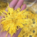 金丝皇菊