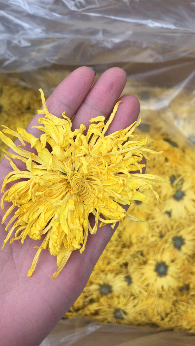 金丝皇菊