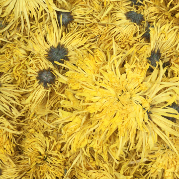 金丝皇菊