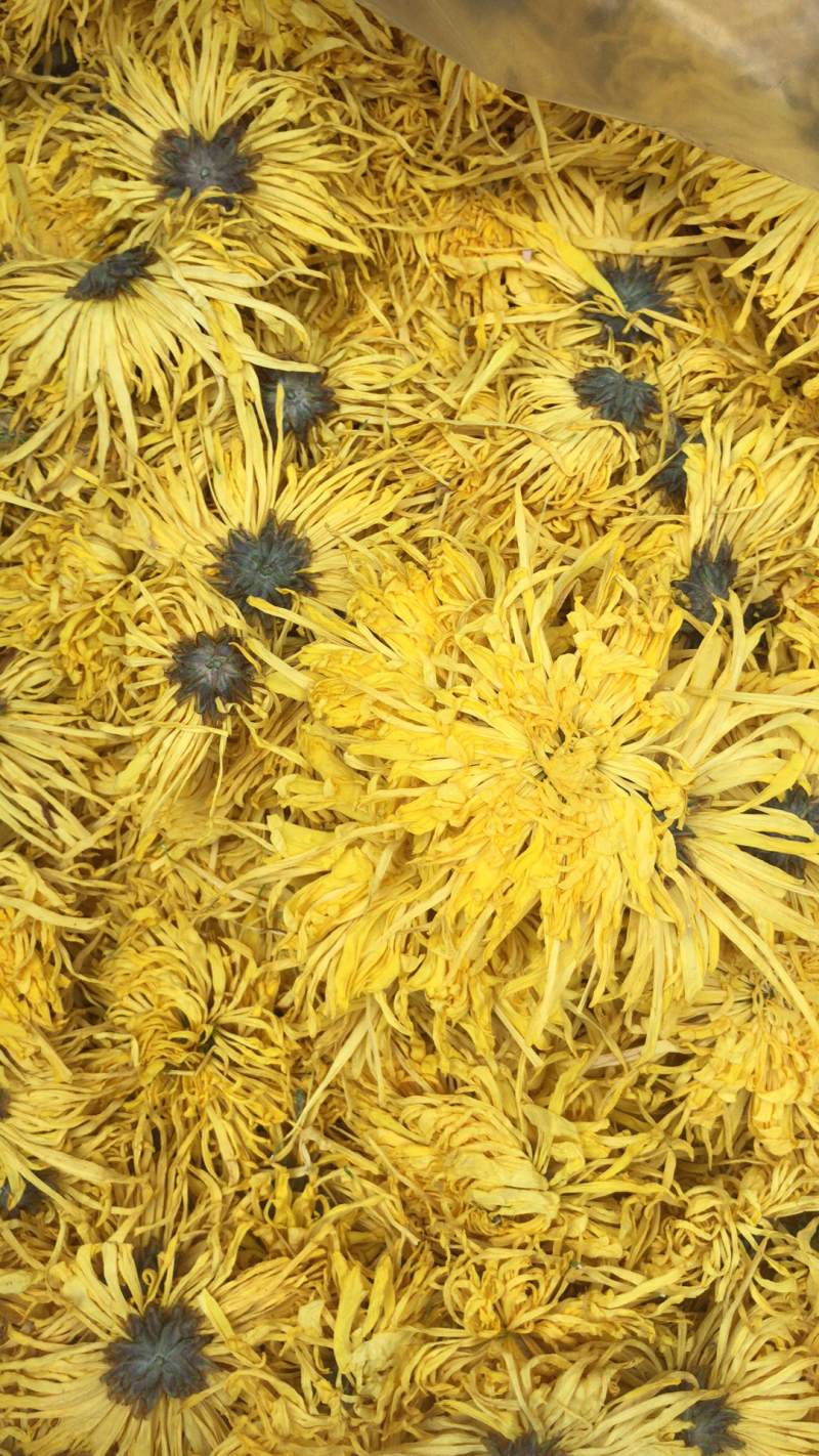 金丝皇菊