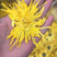 金丝皇菊
