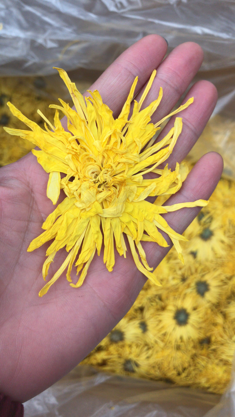 金丝皇菊