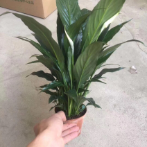 100公主白掌