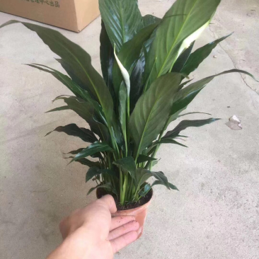 100公主白掌