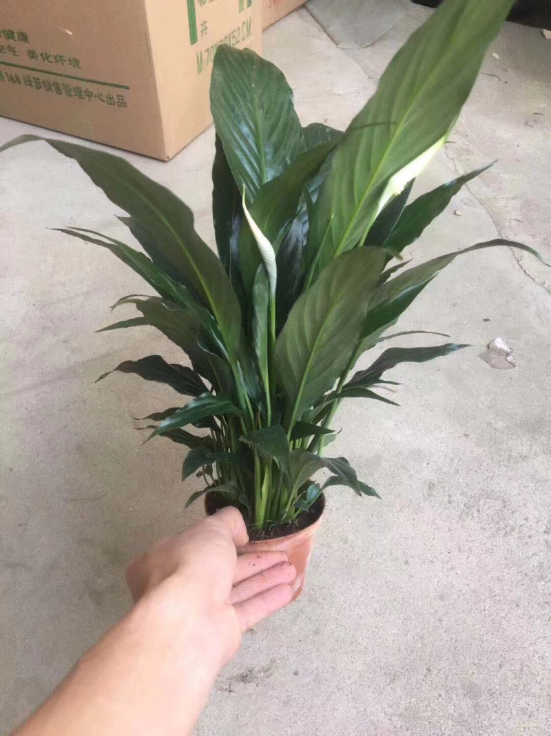 100公主白掌
