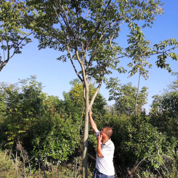 栾树，南栾产地，10公分黄山栾树
