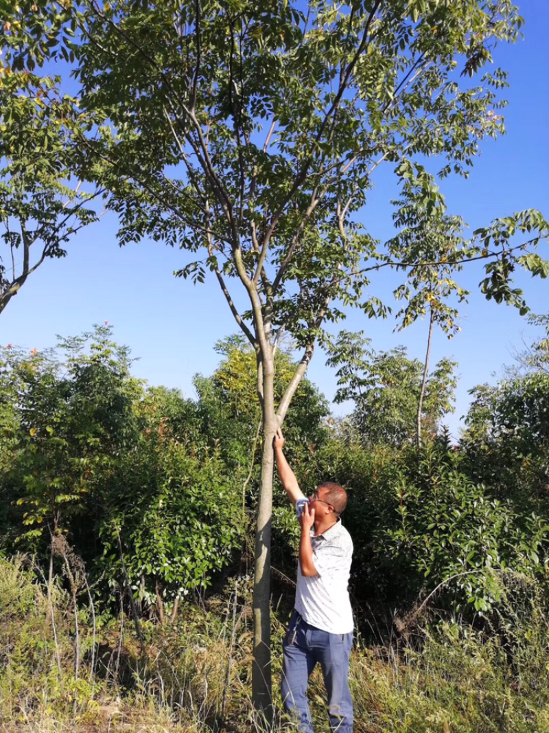 栾树，南栾产地，10公分黄山栾树