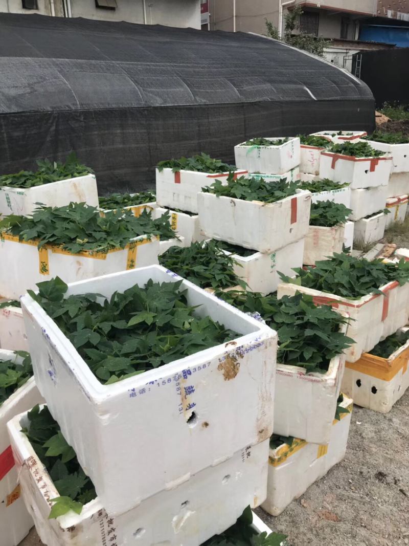 木瓜苗益源6号大青大白木瓜苗红肉木瓜水果木瓜