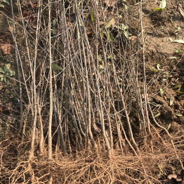山桃苗嫁接桃树占木苗量大优惠