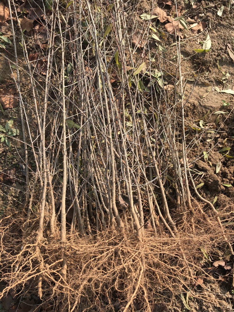 山桃苗嫁接桃树占木苗量大优惠