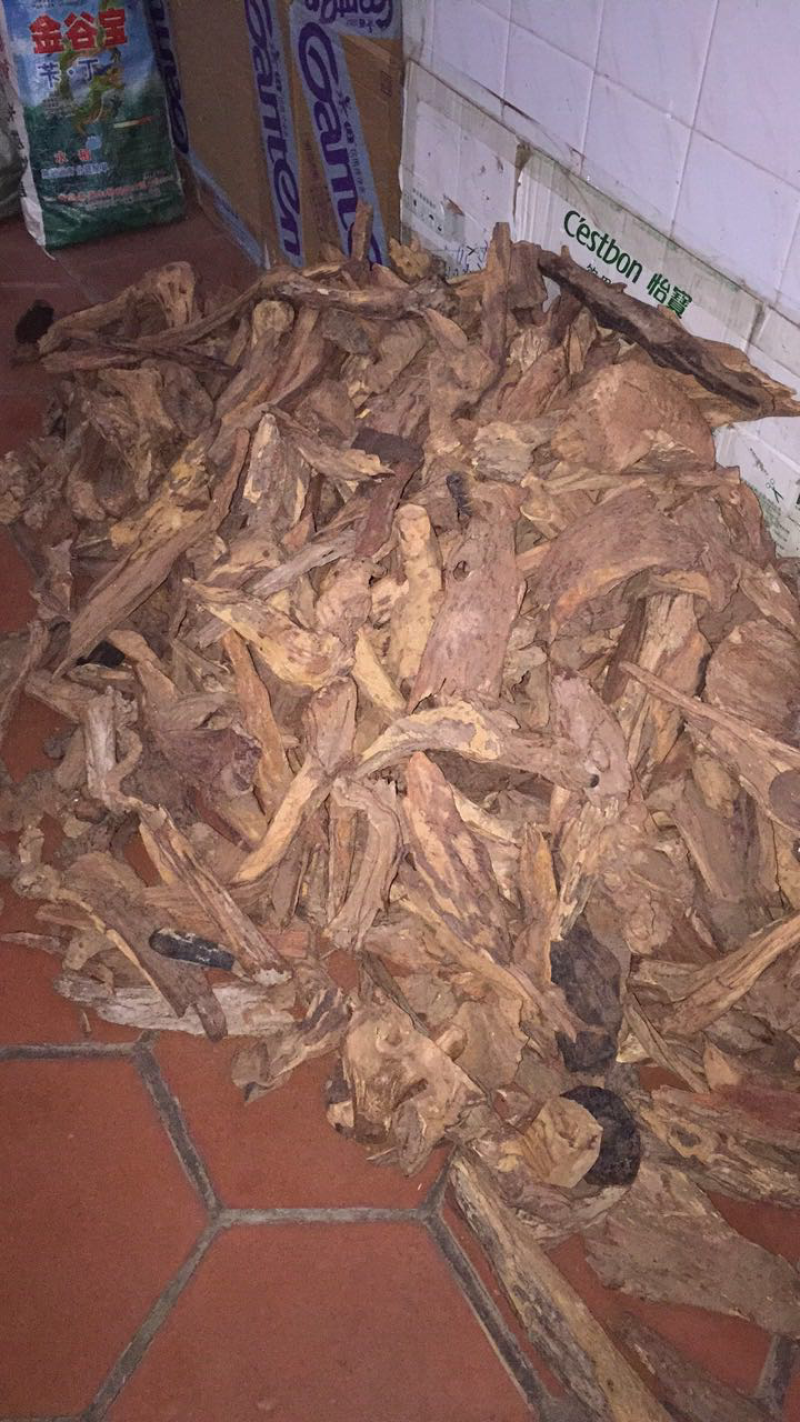 降香黄檀