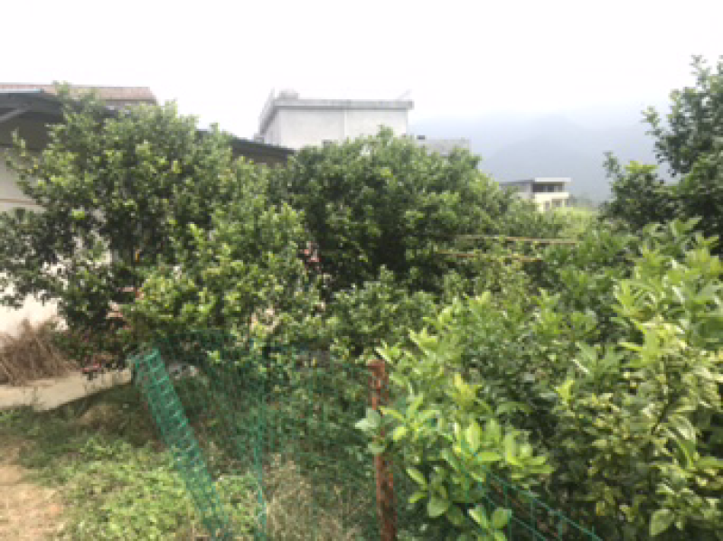 黄龙病，黄化树，治不好不收钱
