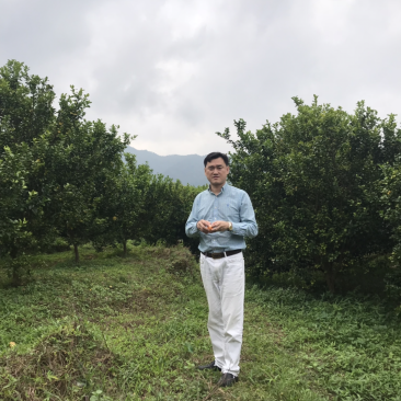 黄龙病，黄化树，治不好不收钱
