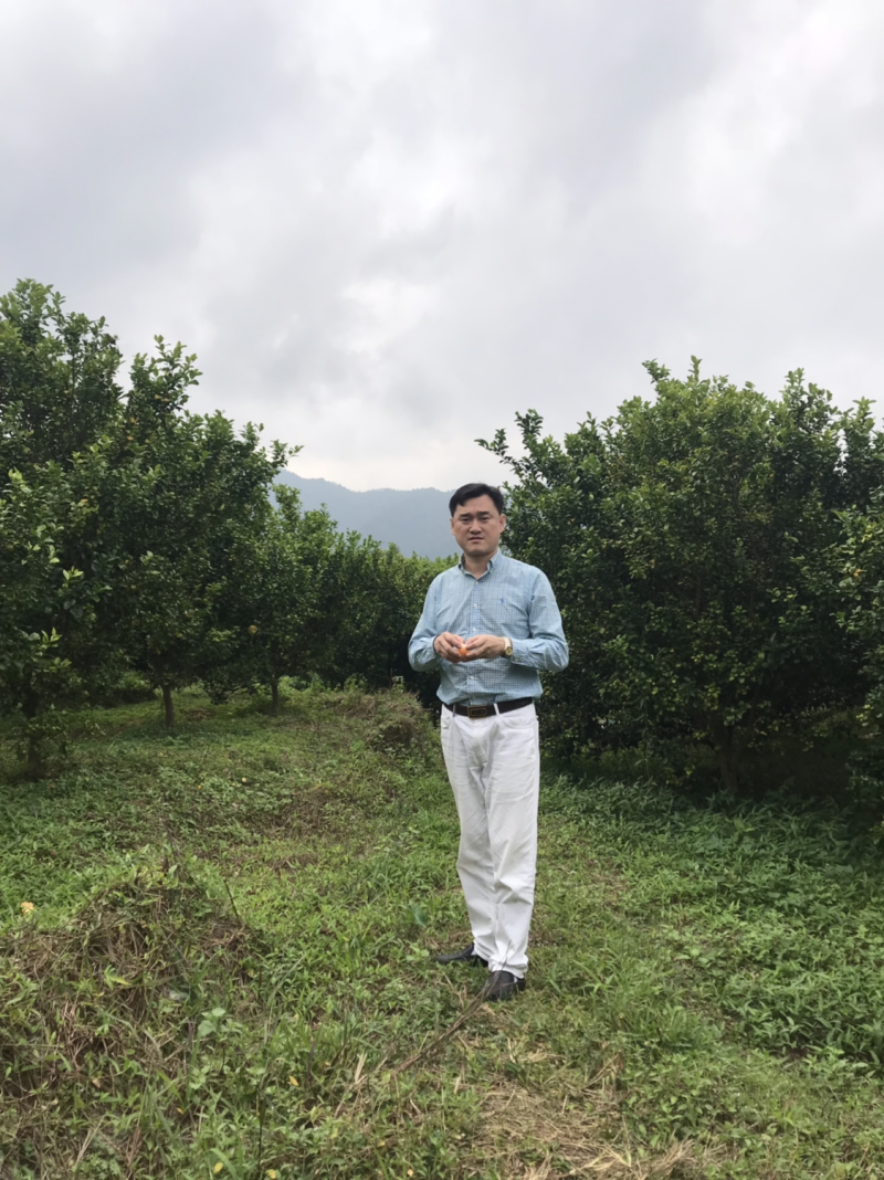 黄龙病，黄化树，治不好不收钱