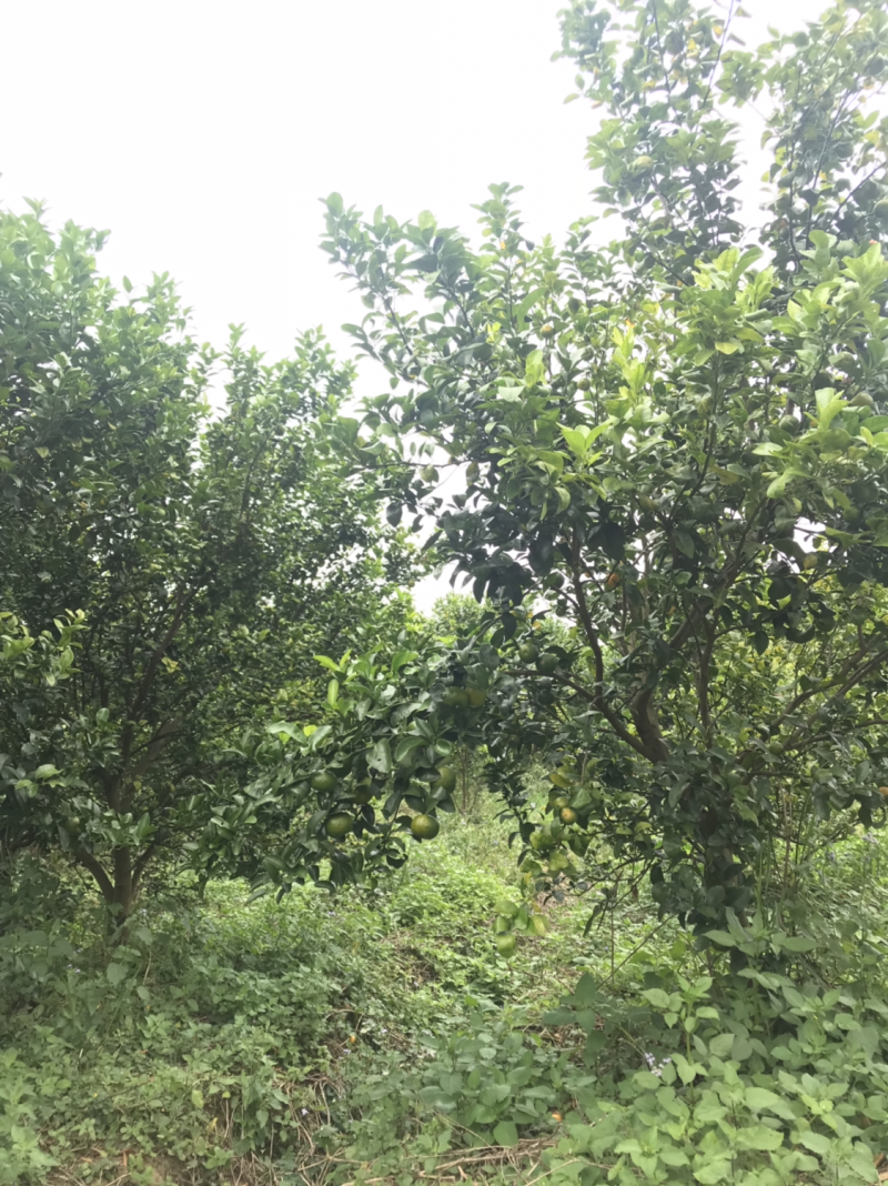 黄龙病，黄化树，治不好不收钱