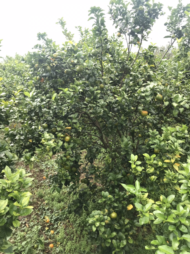 黄龙病，黄化树，治不好不收钱