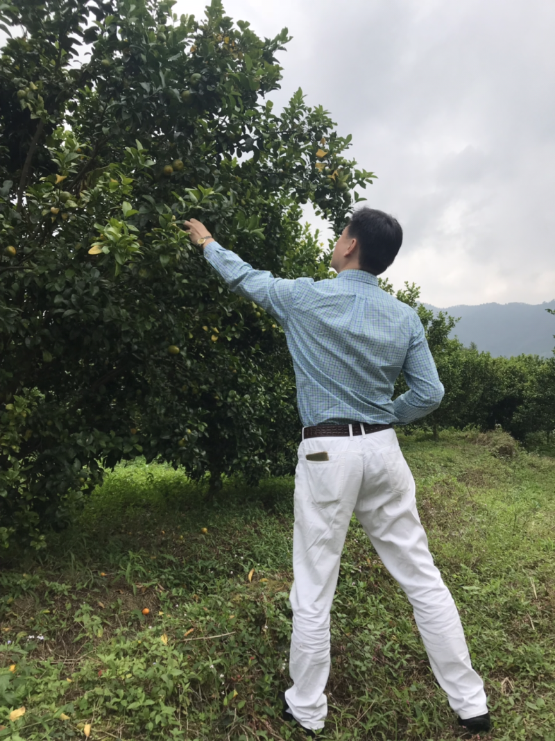 黄龙病，黄化树，治不好不收钱