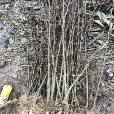 大红袍花椒苗品质好产量高