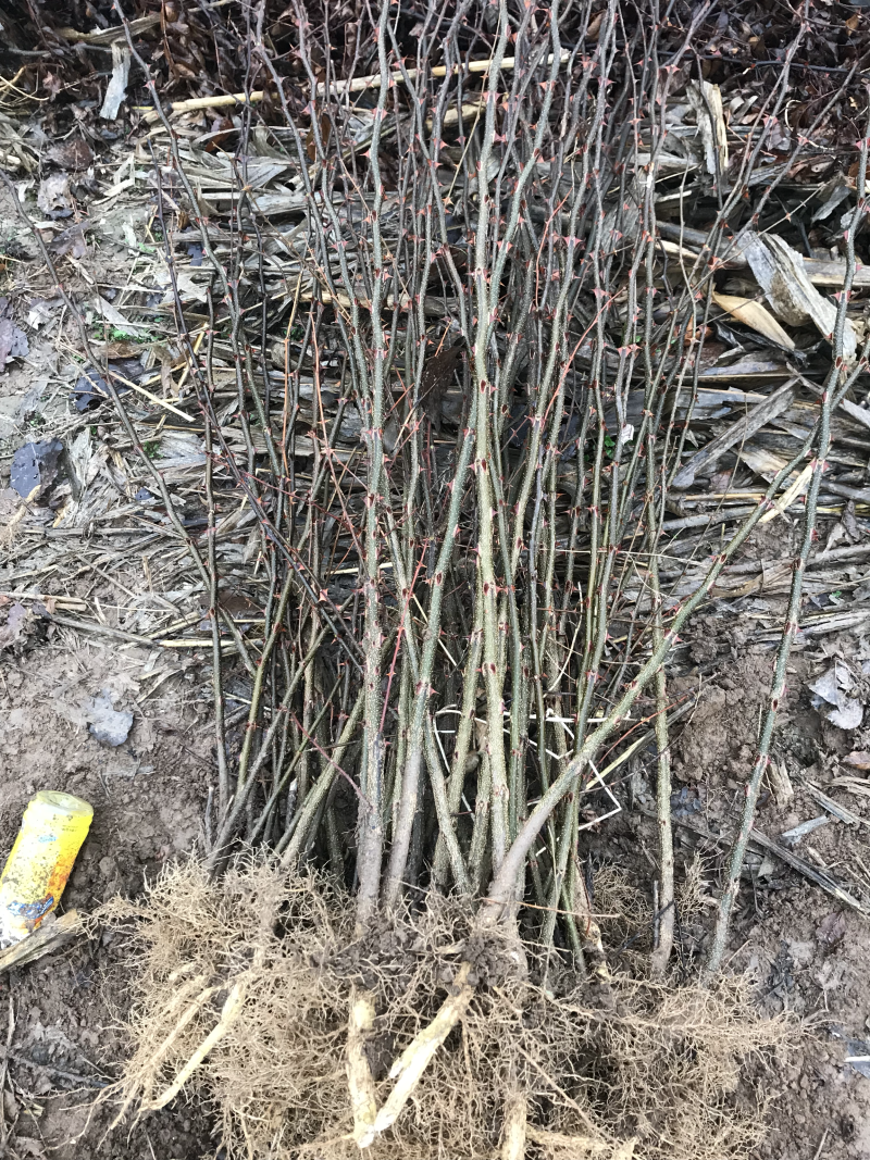 大红袍花椒苗品质好产量高