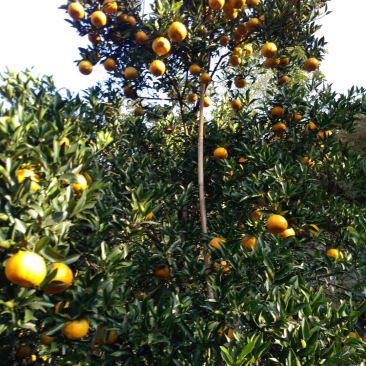 大量供应碰柑