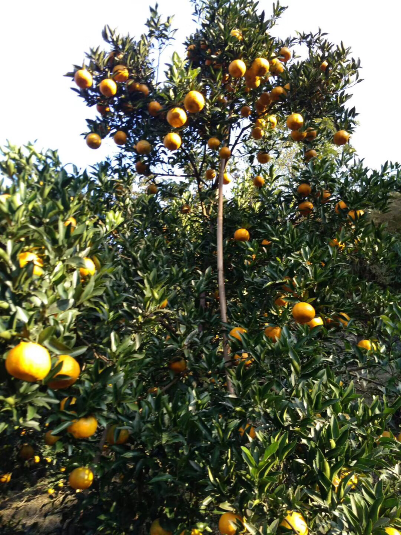 大量供应碰柑