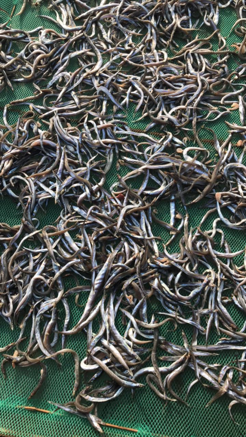 油滚鱼小鱼干