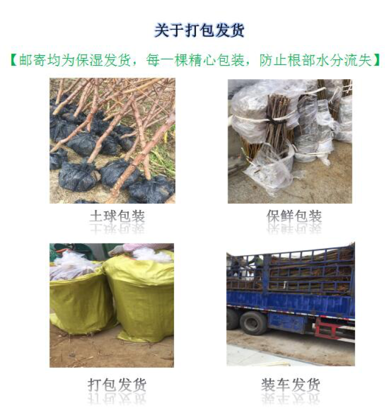 柿子树甜柿次郎富有甜柿