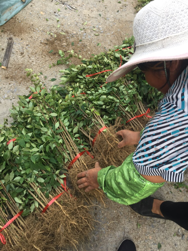 大红袍花椒苗品种纯正现场看苗挖苗