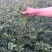 大红袍花椒苗品种纯正现场看苗挖苗