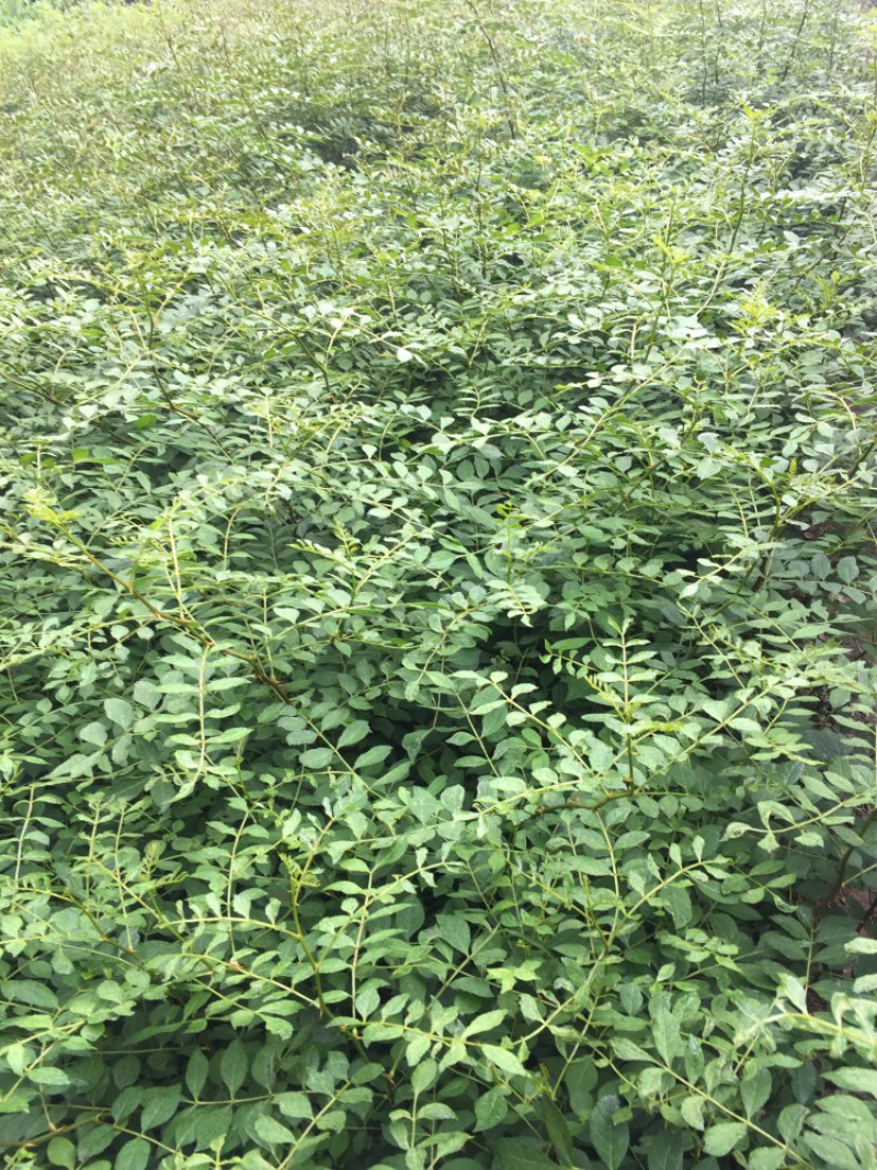 大红袍花椒苗品种纯正现场看苗挖苗