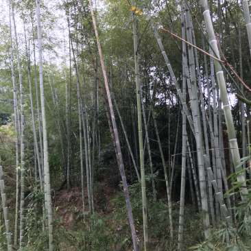 竹子