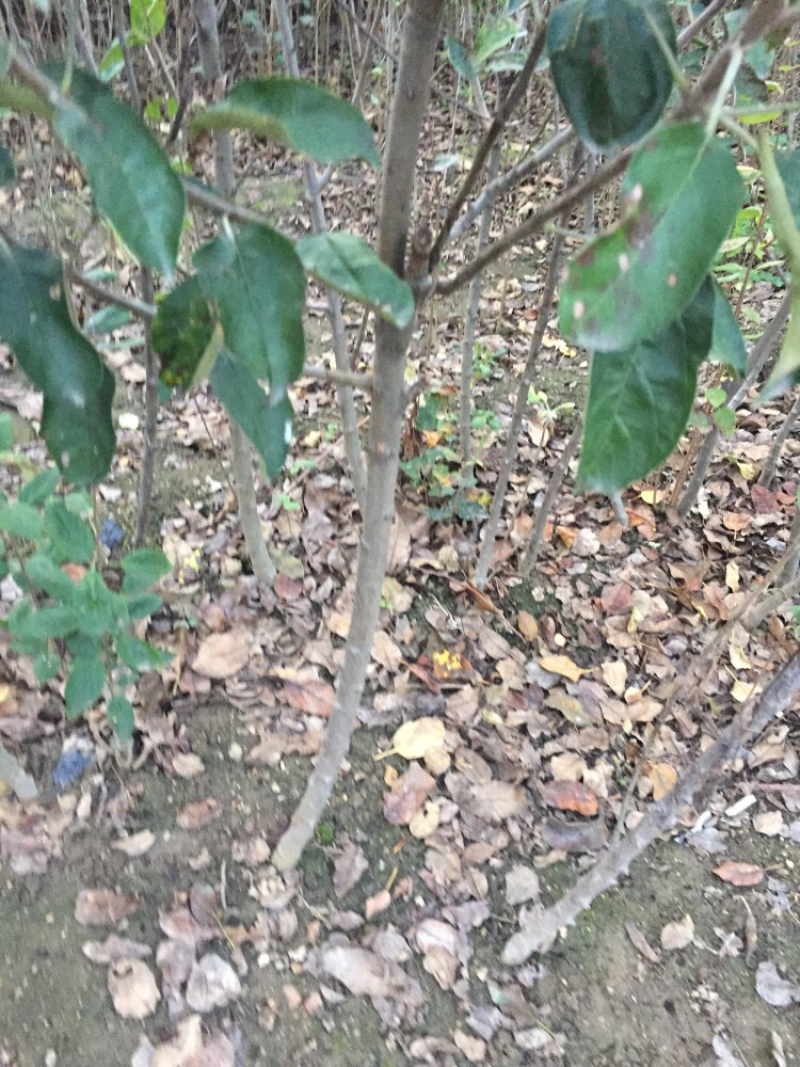 富士系列苹果苗口感脆甜耐储藏