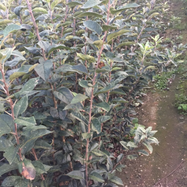 富士系列苹果苗口感脆甜耐储藏