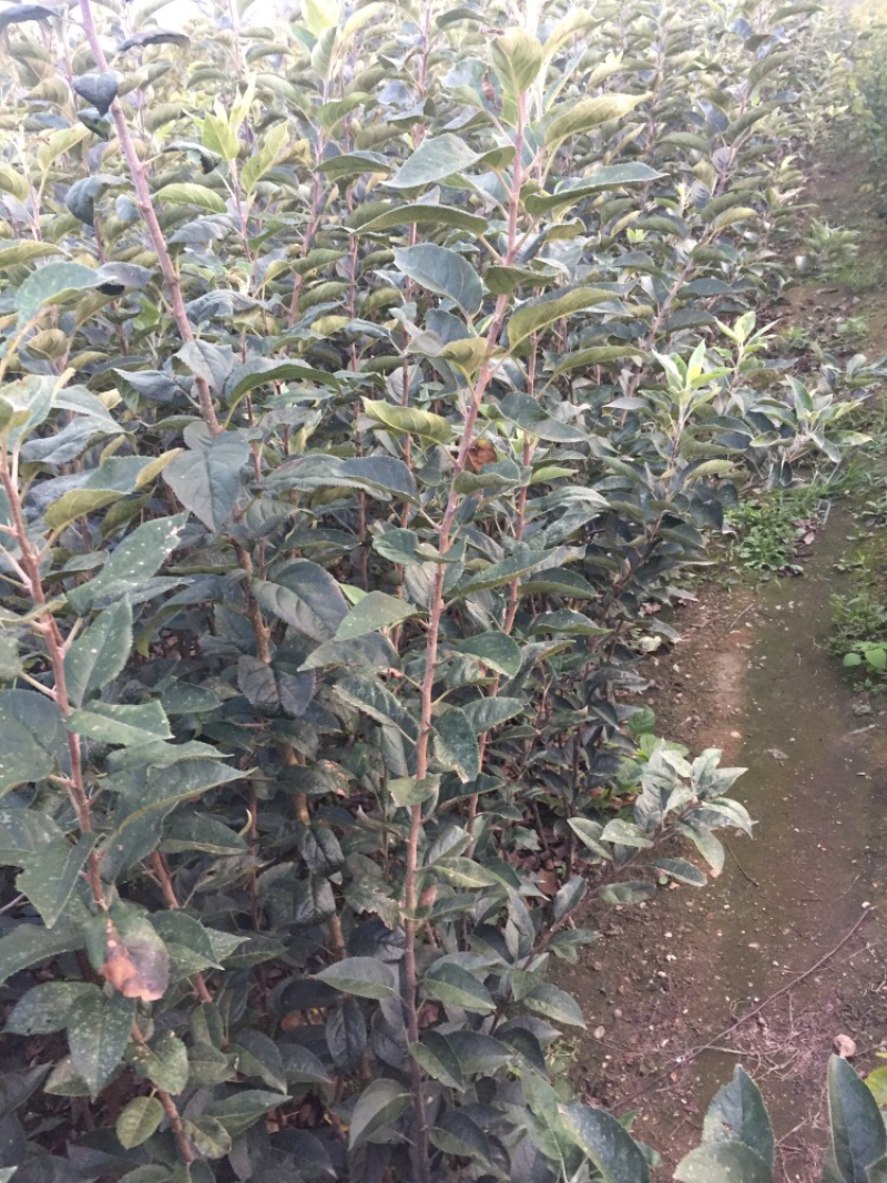 富士系列苹果苗口感脆甜耐储藏