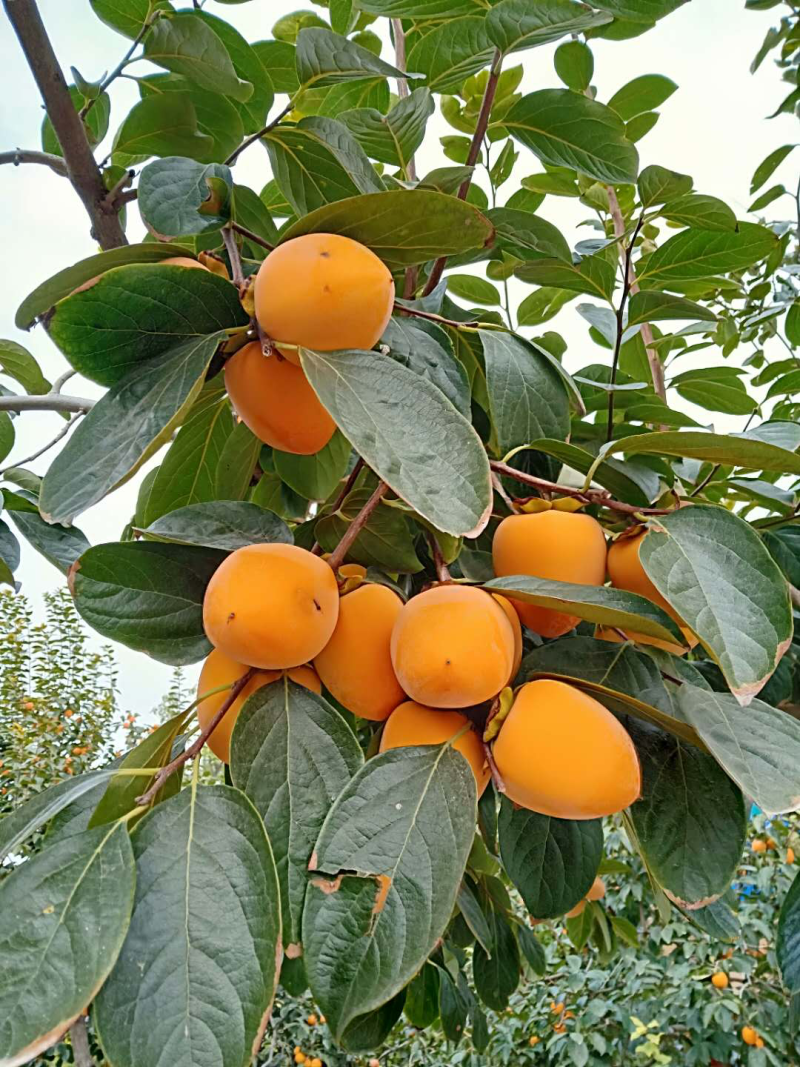 陕西富平农家柿饼