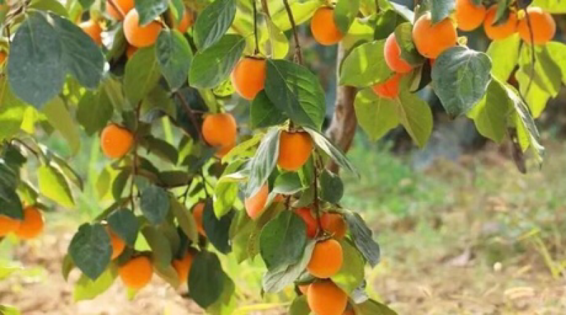 陕西富平农家柿饼