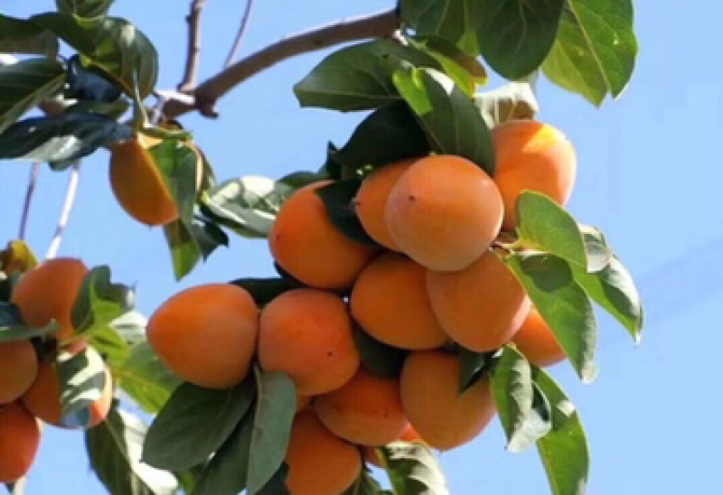 陕西富平农家柿饼