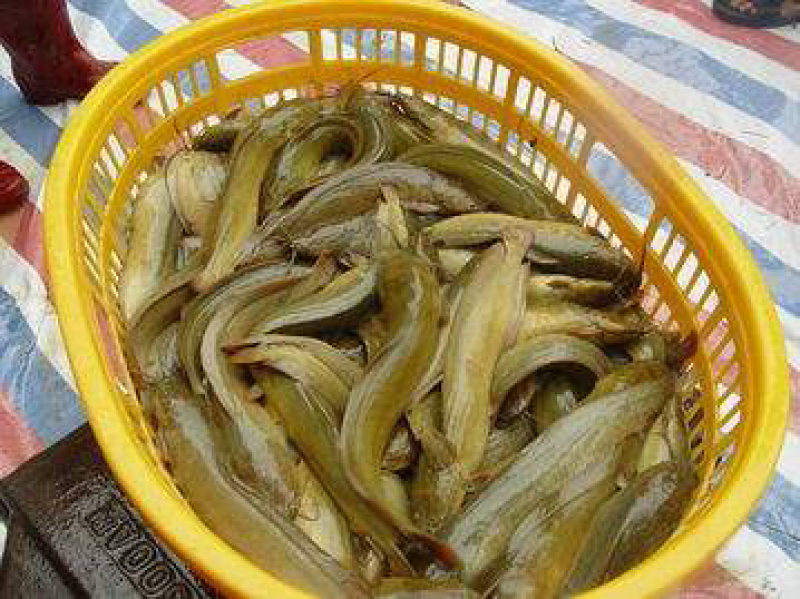 本地塘鲺鱼苗，三黄种