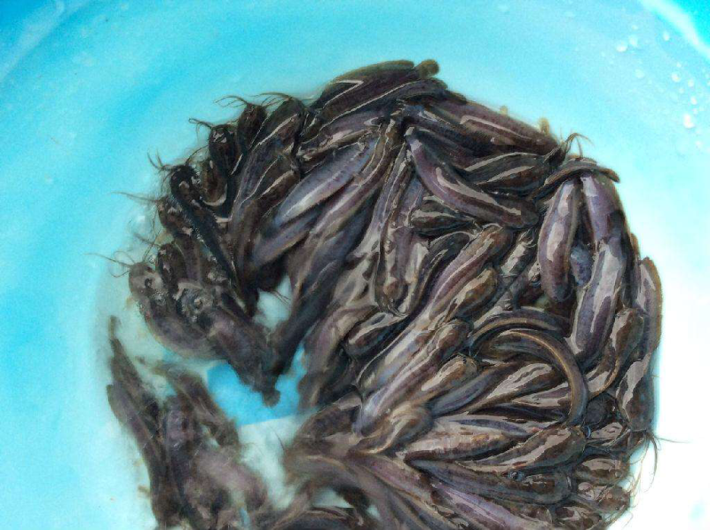 本地塘鲺鱼苗，三黄种