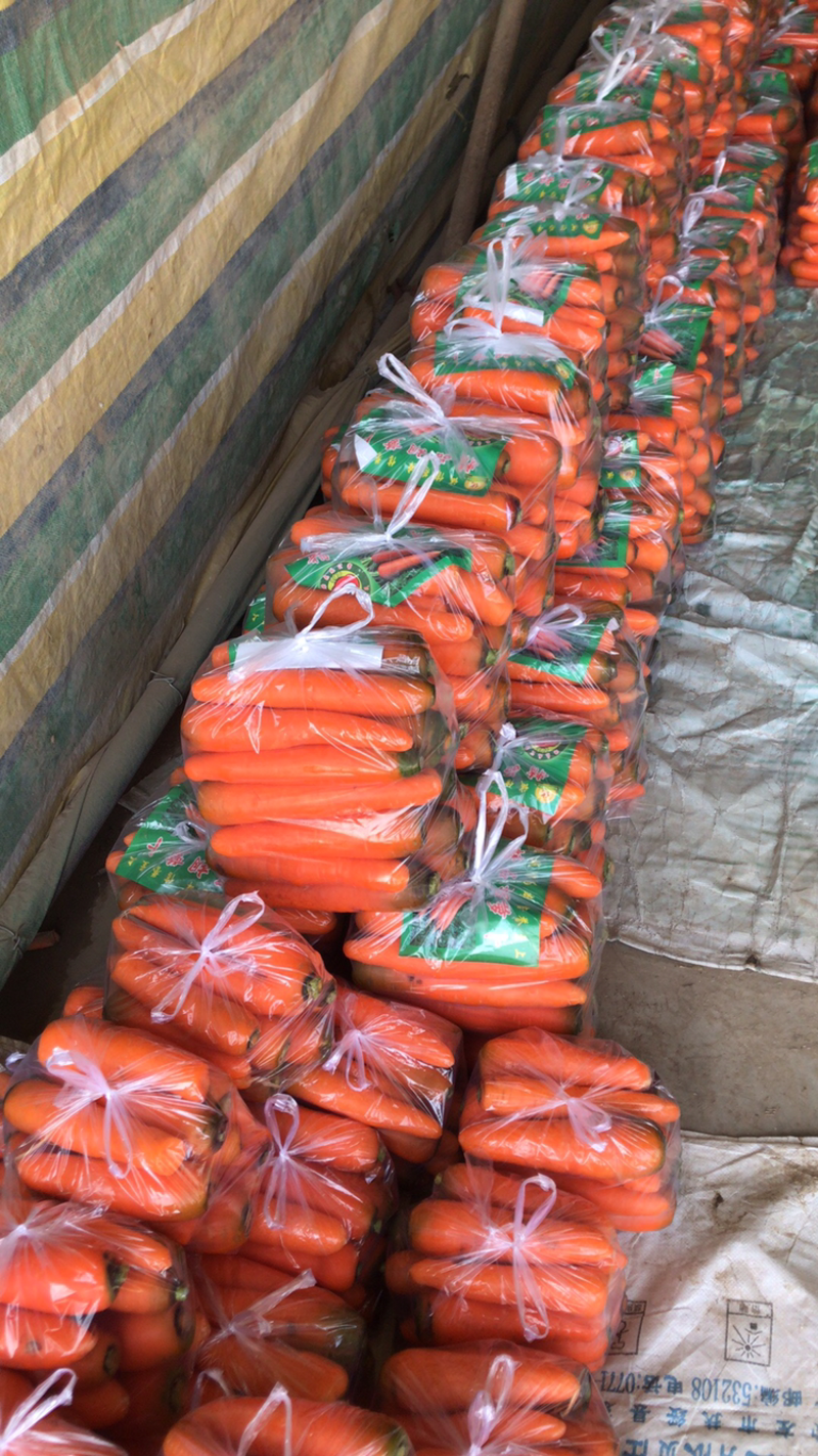 基地红萝卜大量有货支持任何规格包装