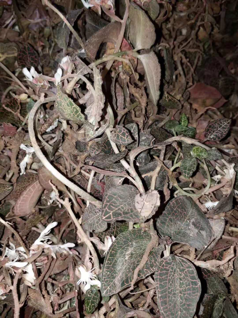 广西野生金线莲小叶鲜品