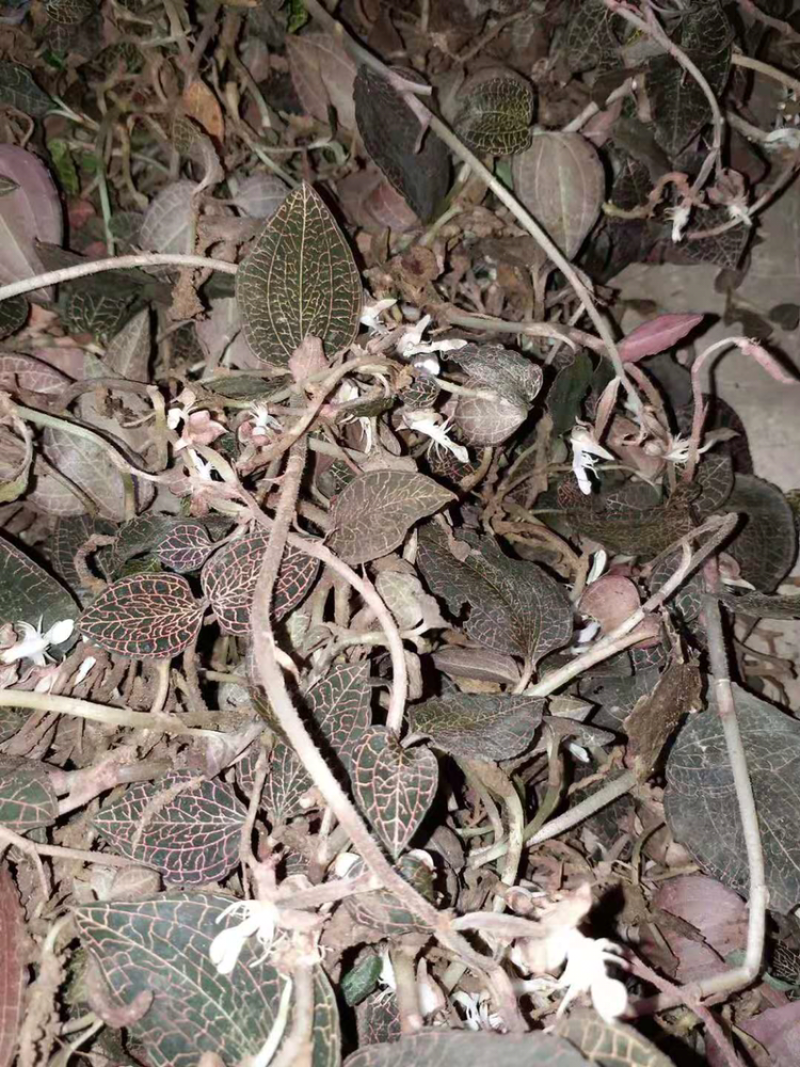 广西野生金线莲小叶鲜品
