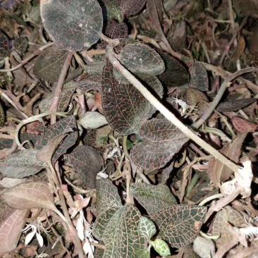 广西野生金线莲小叶鲜品